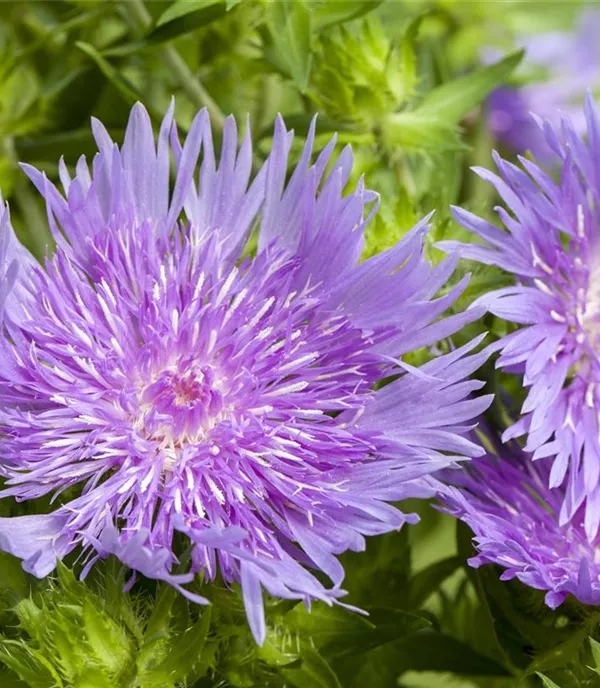 Stokesia laevis