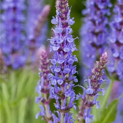 Topfgrösse 1 Liter - Salbei - Salvia nemorosa 'Blauhügel'