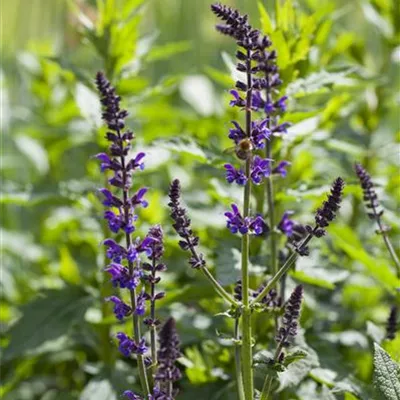 Topfgrösse 3 Liter - Salbei - Salvia nemorosa 'Mainacht'