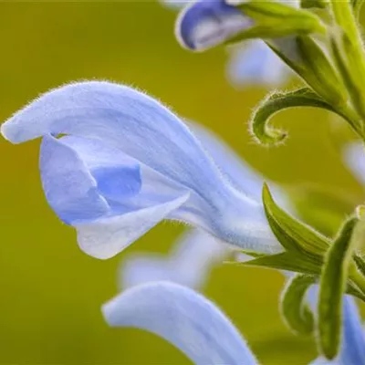 Topfgrösse 1 Liter - Salvia pratensis CH-Oekotyp