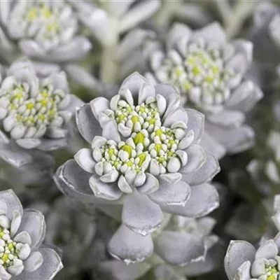 Topfgrösse 0.5 Liter - Fettblatt, Fetthenne - Sedum spathulifolium 'Cape Blanco'