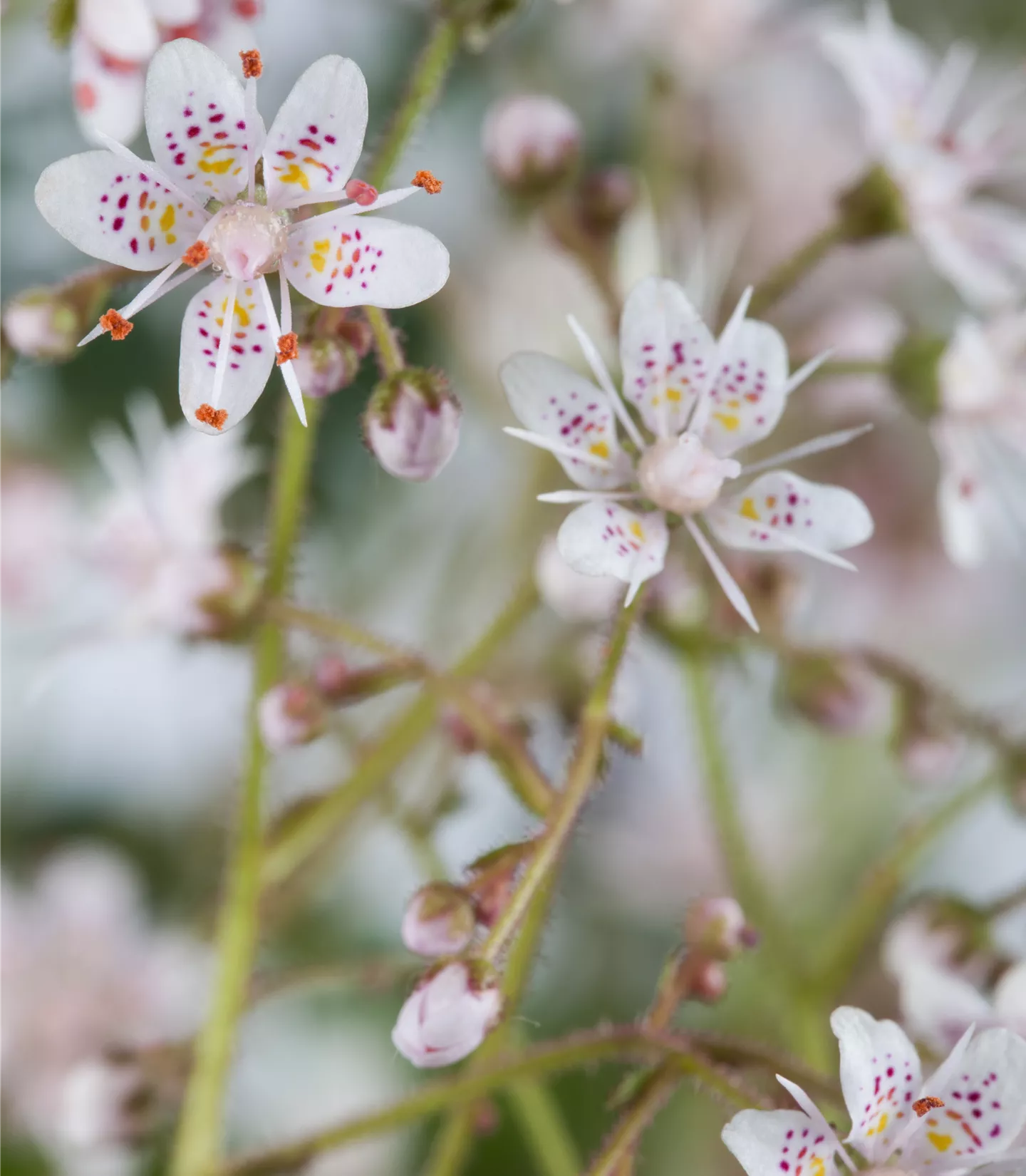 Saxifraga urbium (x)