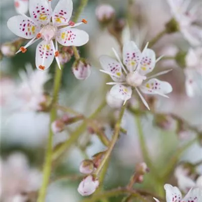 Topfgrösse 0.5 Liter - Steinbrech - Saxifraga urbium (x)