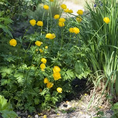 Topfgrösse 1 Liter - Trollblume - Trollius europaeus