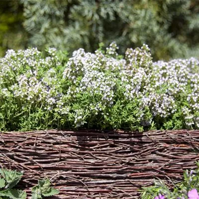 Topfgrösse 1 Liter - Garten-Thymian - Thymus vulgaris