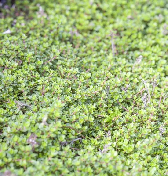 Garten-Thymian - Thymus vulgaris 'Compactus'