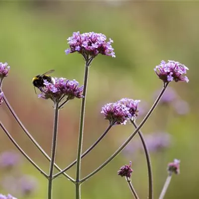 Topfgrösse 1 Liter - Verbena bonariensis 'Purple Tower