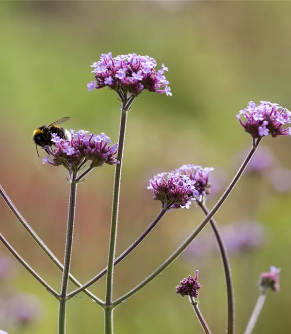 Verbena bonariensis 'Purple Tower