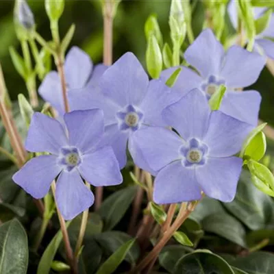 Topfgrösse 0.5 Liter - Kleines Immergrün - Vinca minor