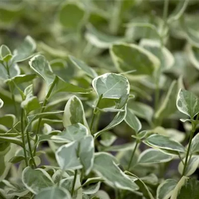 Topfgrösse 0.5 Liter - Grosses Immergrün - Vinca major 'Variegata'