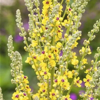 Topfgrösse 1 Liter - Verbascum nigrum CH-Oekotyp