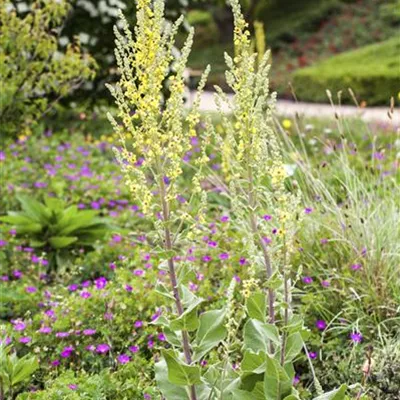 Topfgrösse 1 Liter - Kandelaber-Königskerze - Verbascum olympicum