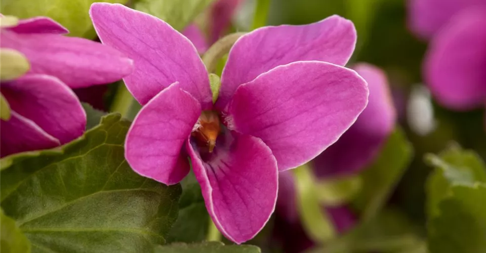 Acheter des plantes vivaces pour les colorier dans le jardin