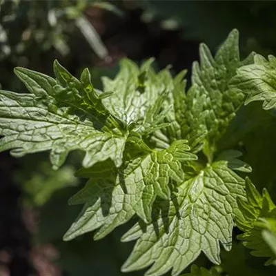 Topfgrösse 0.5 Liter - Baldrian - Valeriana officinalis