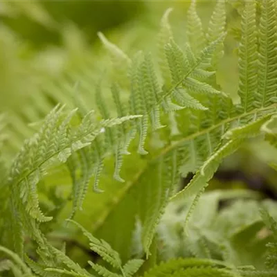 Topfgrösse 1 Liter - Becherfarn - Matteuccia struthiopteris