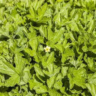 Topfgrösse 0.5 Liter - Golderdbeere - Waldsteinia geoides