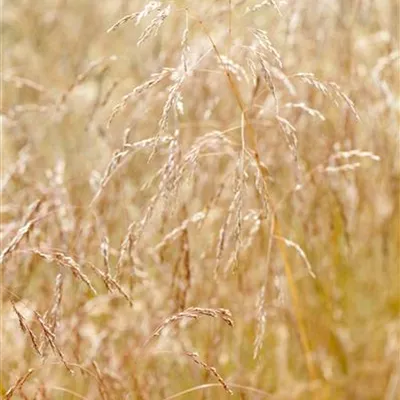 Topfgrösse 1 Liter - Waldschmiele - Deschampsia caespitosa 'Goldschleier'