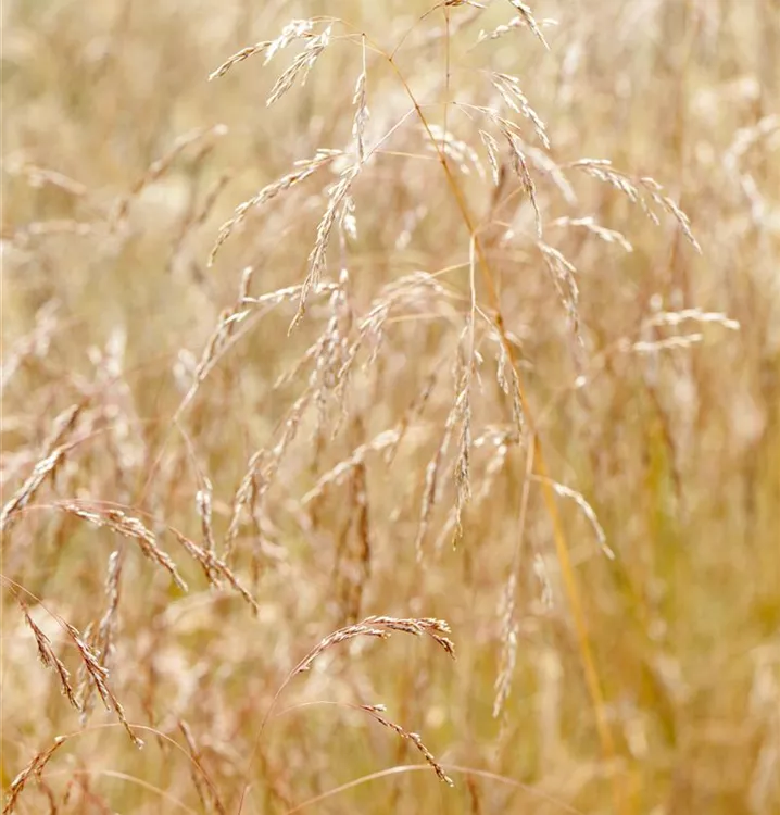 Waldschmiele - Deschampsia caespitosa 'Goldschleier'