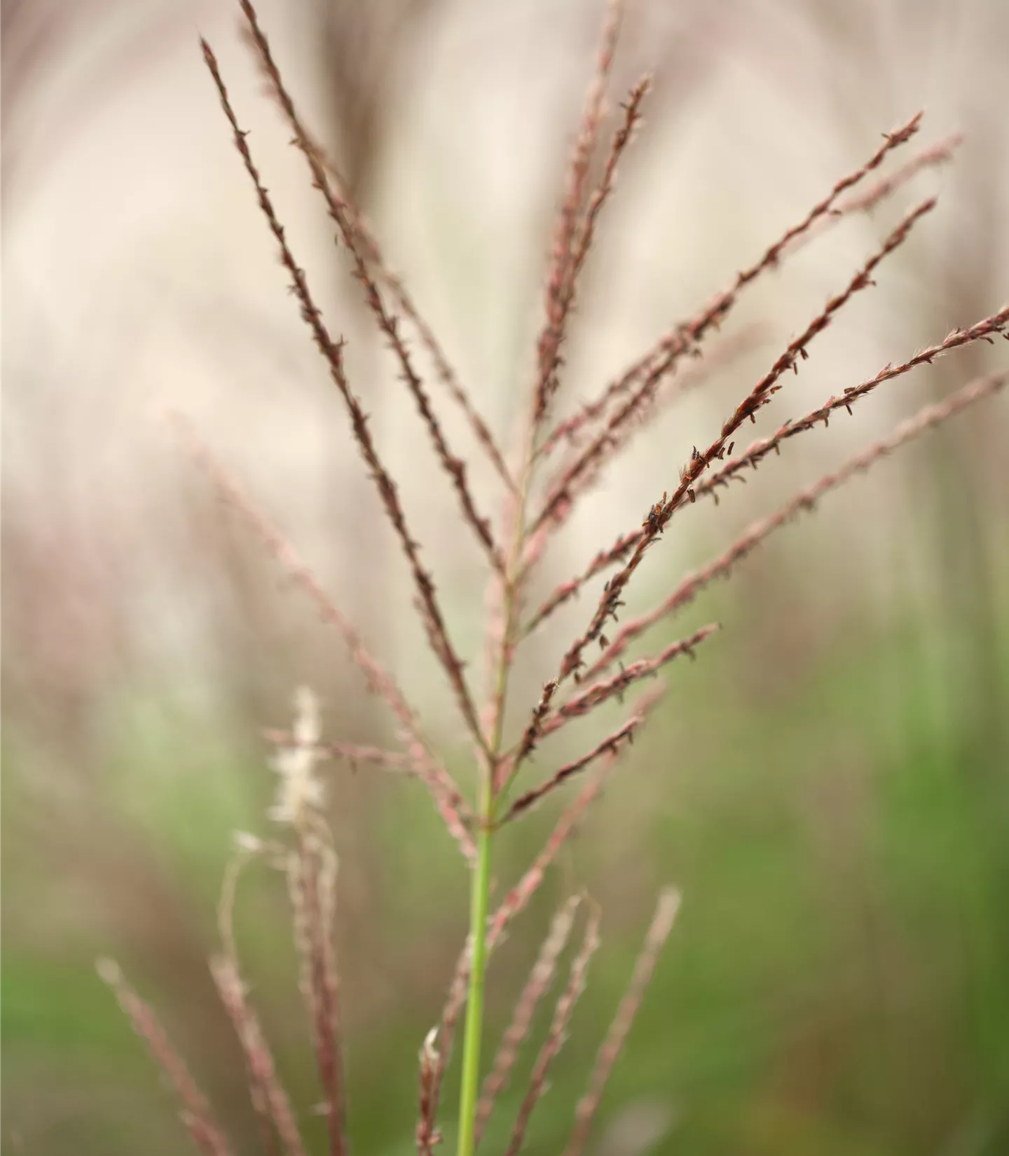 Miscanthus sinensis 'Droning Ingrid'