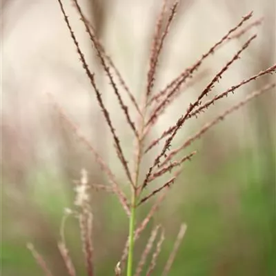 Topfgrösse 1 Liter - Eulalie, Chinaschilf - Miscanthus sinensis 'Droning Ingrid'