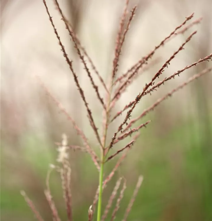 Eulalie, Chinaschilf - Miscanthus sinensis 'Droning Ingrid'