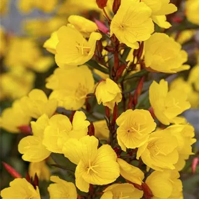 Topfgrösse 0.5 Liter - Nachtkerze - Oenothera macrocarpa