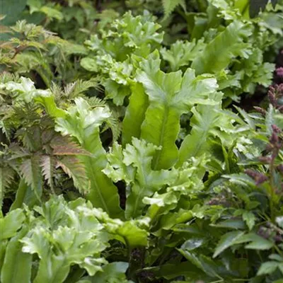 Topfgrösse 3 Liter - Hirschzunge - Asplenium scolopendrium