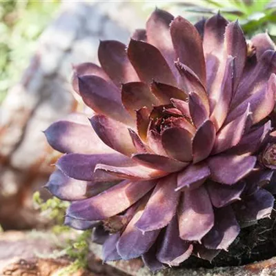 Topfgrösse 0.5 Liter - Garten-Steinrose 'Rubin' - Sempervivum 'Rubin'