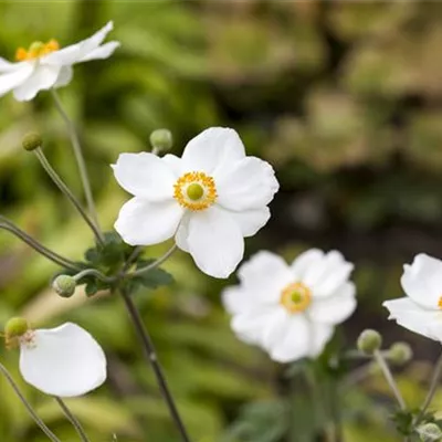 Topfgrösse 1 Liter - Herbstanemone - Anemone hybrida (x) 'Elfin Swan'