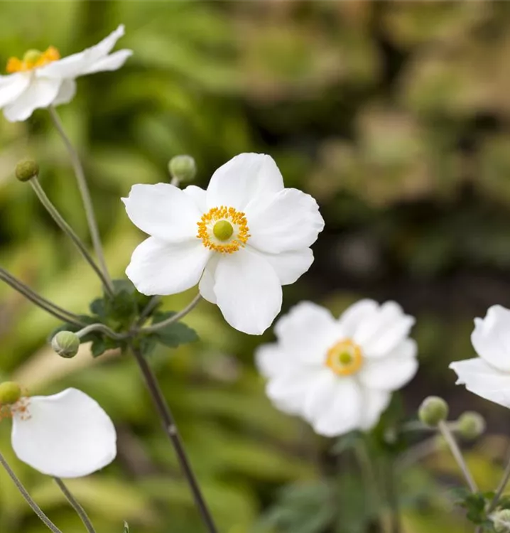 Herbstanemone - Anemone hybrida (x) 'Elfin Swan'