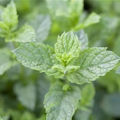 Topfgrösse 1 Liter - Marokkanische Minze - Mentha spicata 'Marokko'