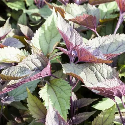 Topfgrösse 1 Liter - Dunkelblättriger Gartendost - Eupatorium rugosum 'Chocolate'