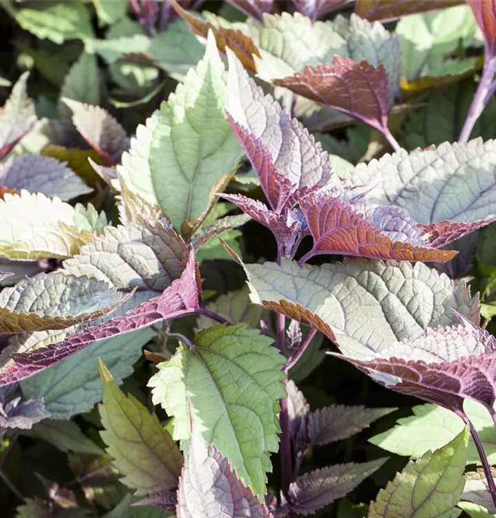 Dunkelblättriger Gartendost - Eupatorium rugosum 'Chocolate'