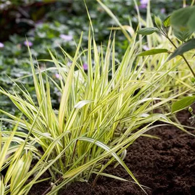 Topfgrösse 0.5 Liter - Japangras - Hakonechloa macra 'Aureola'