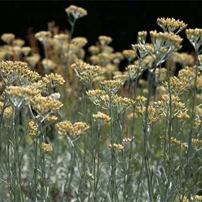 Topfgrösse 0.5 Liter - Currykraut - Helichrysum italicum