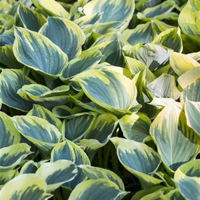 Topfgrösse 1 Liter - Hosta, Funkie - Hosta 'Sagae'