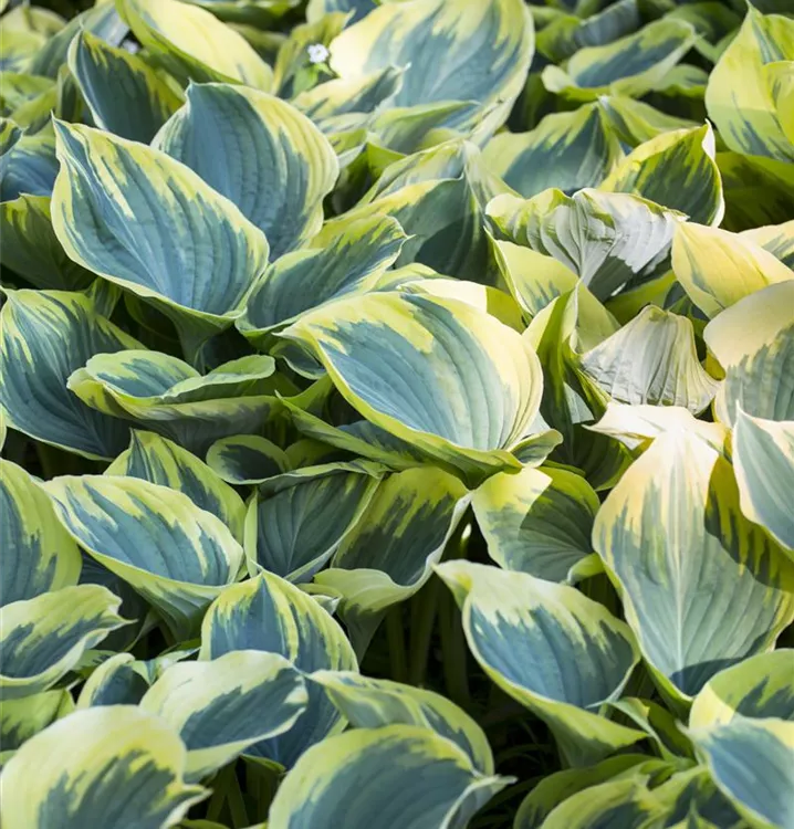 Hosta, Funkie - Hosta 'Sagae'