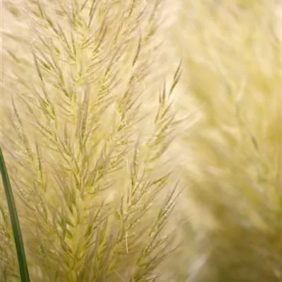 Topfgrösse 3 Liter - Pampasgras - Cortaderia selloana 'Evita'