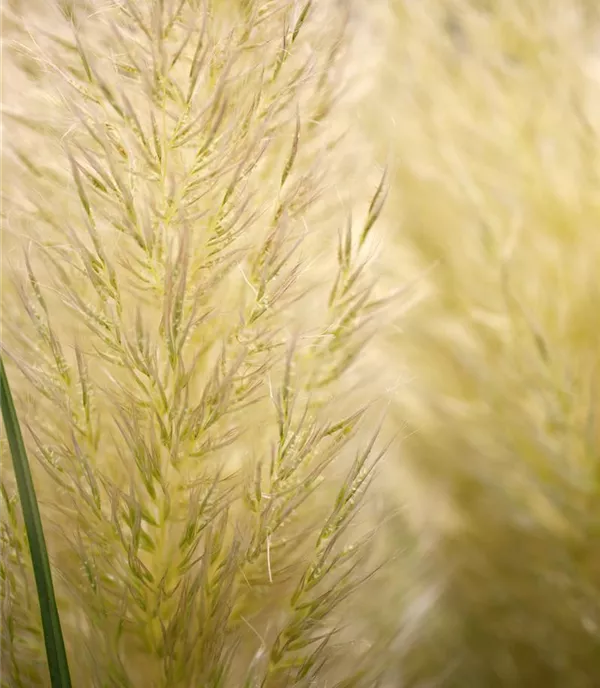 Cortaderia selloana 'Evita'