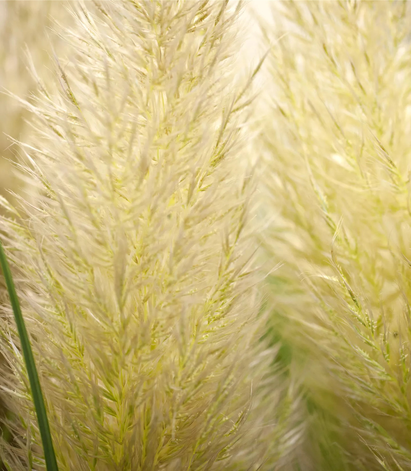 Cortaderia selloana 'Senior'