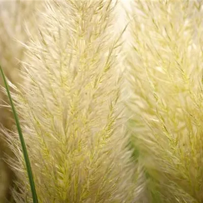 Topfgrösse 3 Liter - Pampasgras - Cortaderia selloana 'Senior'