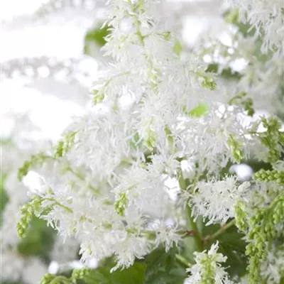 Topfgrösse 1 Liter - Prachtspiere - Astilbe (Arendsii-Gruppe) 'Brautschleier'