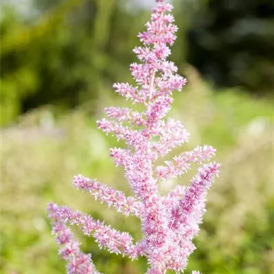 Topfgrösse 1 Liter - Prachtspiere - Astilbe (Arendsii-Gruppe) 'Cattleya'