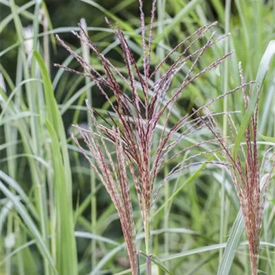 Topfgrösse 1 Liter - Eulalie, Chinaschilf - Miscanthus sinensis 'Malepartus'