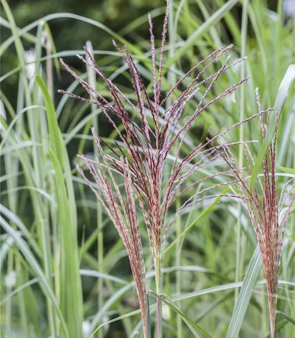 Miscanthus sinensis 'Malepartus'