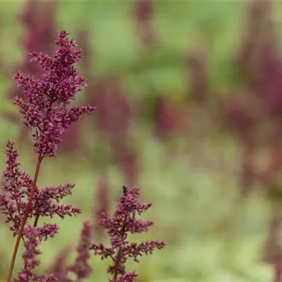 Topfgrösse 1 Liter - Prachtspiere - Astilbe (Arendsii-Gruppe) 'Glut'