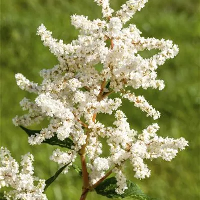 Topfgrösse 1 Liter - Prachtspiere - Astilbe (Japonica-Gruppe) 'Deutschland'