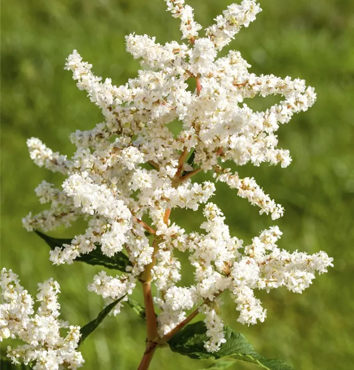 Astilbe 'Deutschland'