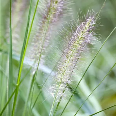 Topfgrösse 1 Liter - Federborstengras - Pennisetum alopecuroides 'Cassian'