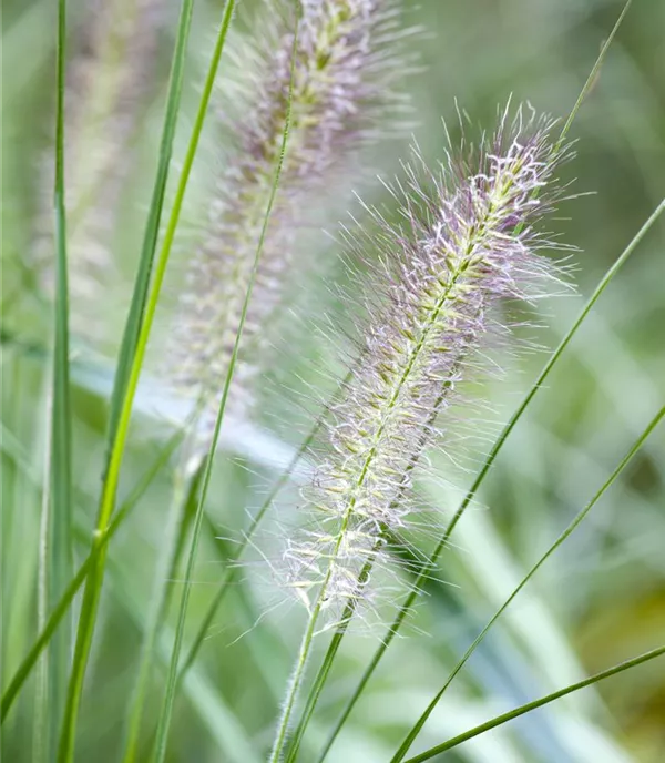 Pennisetum alopecuroides 'Cassian'